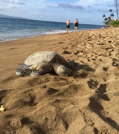 Turtle on Our Beach 